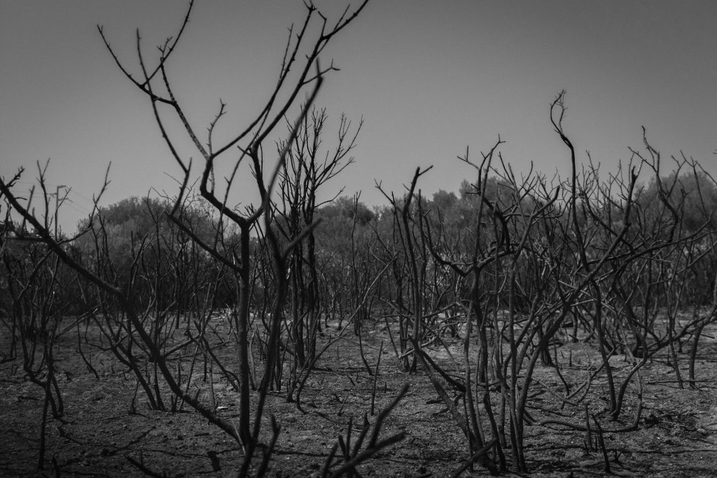 The earth completely burnt up after a fire.